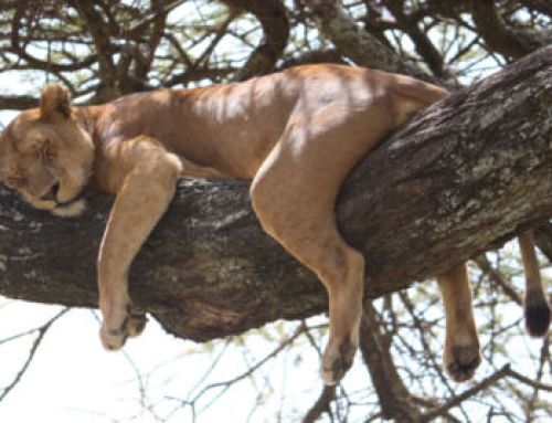 L’influence du yoga nidra sur le sommeil