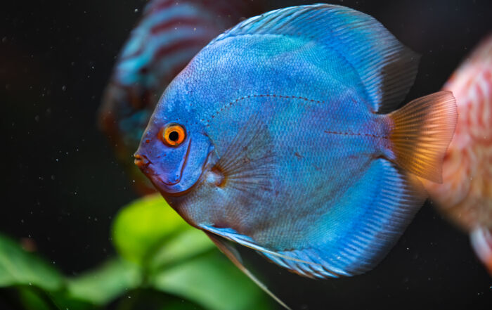 posture du poisson